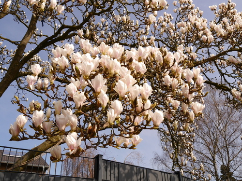 3月　ドイツ　春　桜　鳥　花