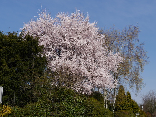 3月　ドイツ　春　桜　鳥　花
