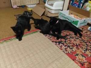 2017　日本　猫