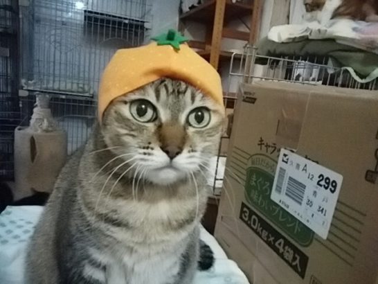 2017　日本　猫