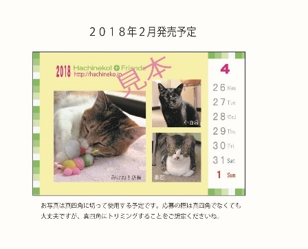 2017　 日本　猫