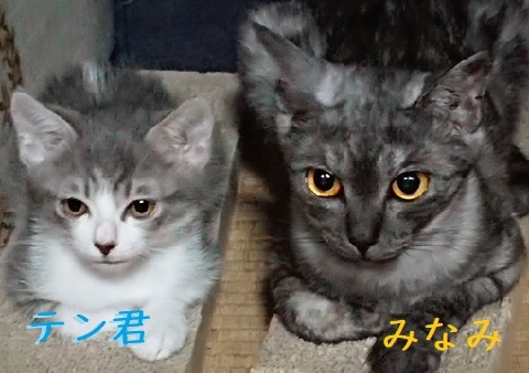 2018　日本　猫