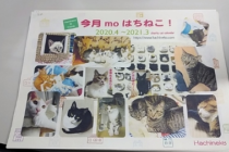 2020　日本　猫
