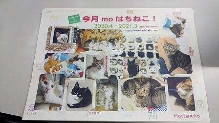 2020　日本　猫